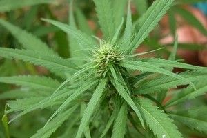 Depenalizzazione marijuana: a breve la coltivazione di marijuana per uso personale potrebbe non costituire più un reato penale.