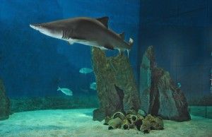 Porto Antico di Genova: La vasca degli squali all'Acquario di Genova