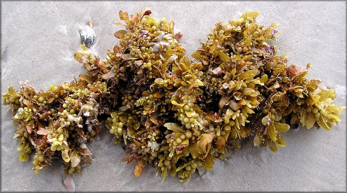 Alghe Sargassum: minaccia per la biodiversità