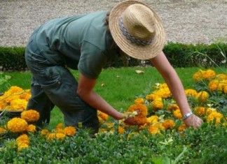 Combattere la depressione col giardinaggio