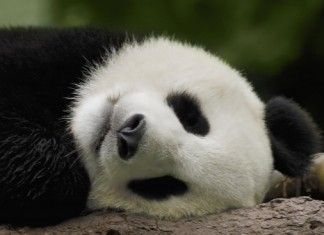 panda sonno profondo