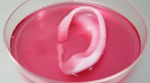 Stampa 3D per creare organi umani