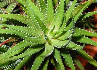 Aloe pianta cura glioblastoma