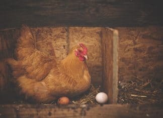 farmaci da uova galline geneticamente modificate