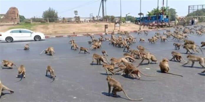 Invasione di scimmie in strada