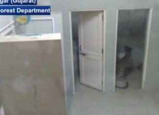 Leopardo chiuso nel bagno di un ospedale