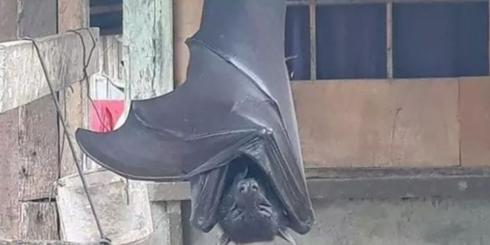 Pipistrello gigante