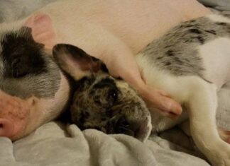 coppia condivide il letto con un maialino