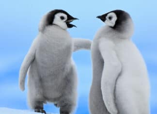 Colonia di pinguini