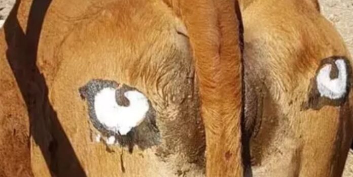 Disegnare occhi sul sedere delle mucche