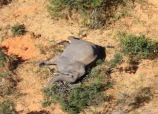 trovati morti 11 elefanti in Zimbabwe