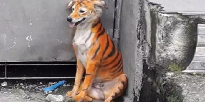 cane randagio dipinto come tigre